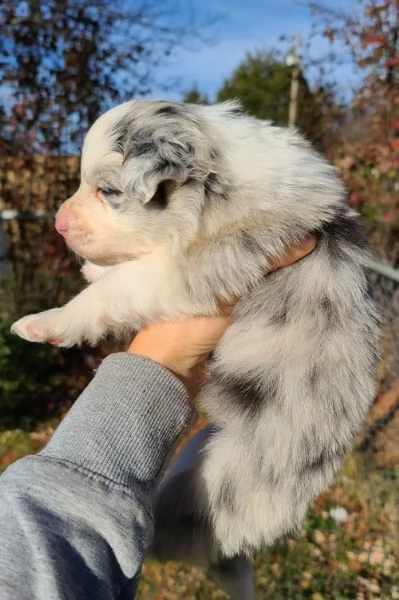 adorabili cuccioli  pastore australiano femminucce e maschietti disponibili 