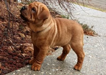 cuccioli sharpei disponibili | Foto 0