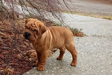 cuccioli sharpei disponibili