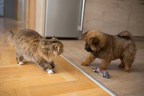 carino chow chow disponibile per il reinserimento. | Foto 0