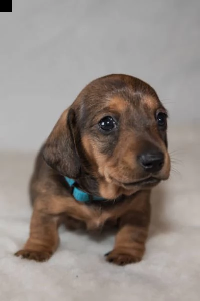 adorabile cucciolo di bassotto per regalo | Foto 1