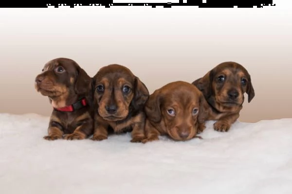 adorabile cucciolo di bassotto per regalo | Foto 0