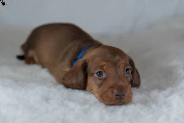 adorabile cucciolo di bassotto per regalo