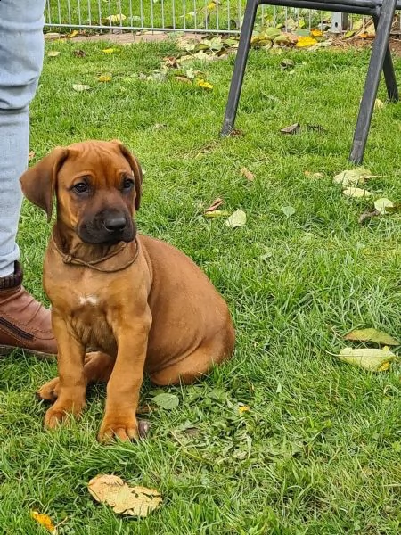 cuccioli rhodesian ridgeback maschio e femmina | Foto 6