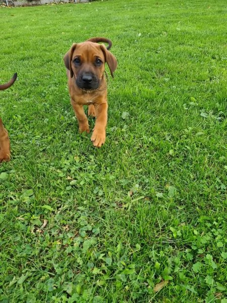 cuccioli rhodesian ridgeback maschio e femmina | Foto 5