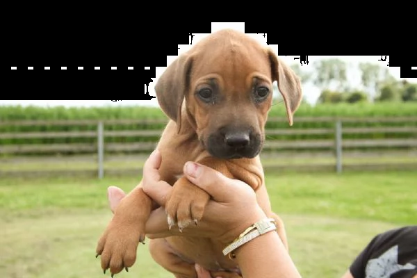 cuccioli rhodesian ridgeback maschio e femmina | Foto 4