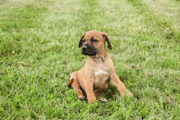 cuccioli rhodesian ridgeback maschio e femmina | Foto 2