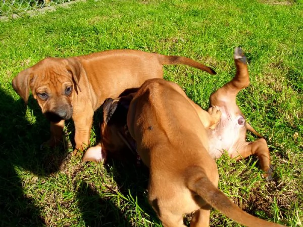 cuccioli rhodesian ridgeback maschio e femmina | Foto 0