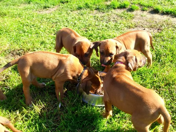 cuccioli rhodesian ridgeback maschio e femmina