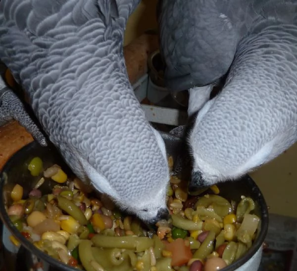 pappagallo cenerino cenerini coda rossa | Foto 4