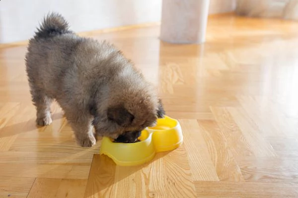 disponibile adorabile cucciolo di chow chow.