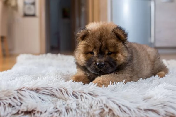 disponibile adorabile cucciolo di chow chow. | Foto 0