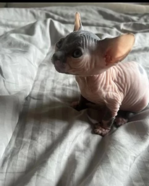 bellissimi gattini sphynx per l'adozione