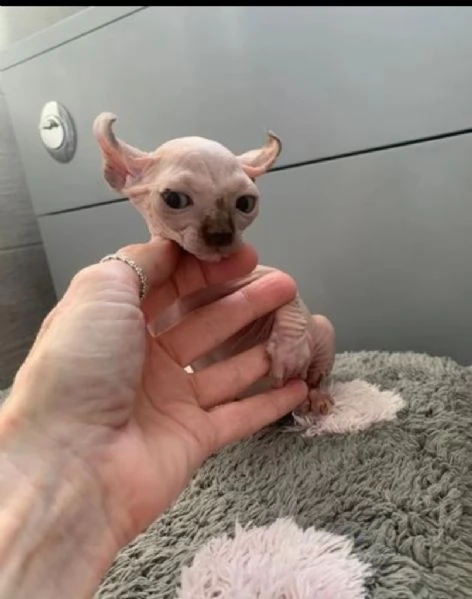 simpatici e adorabili gattini ragdoll allevati in casa.