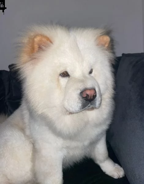 cucciolo di chow chow | Foto 0