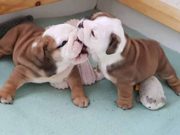 regalo bulldog inglese cuccioli disponibili,.,.,.,.,