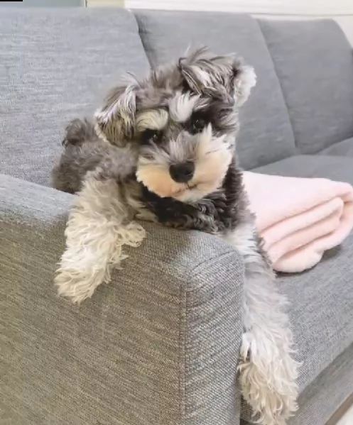 schnauzer 