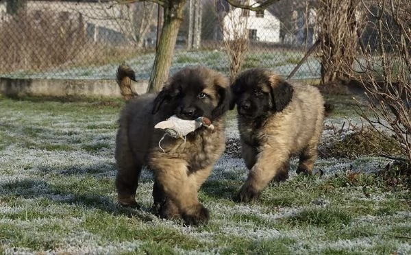 ultimi cuccioli leonberger disponibili