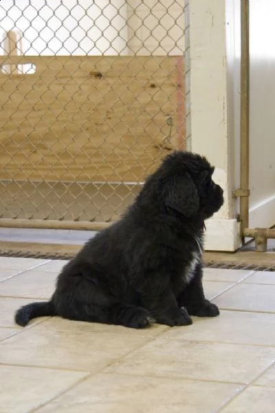 cuccioli terranova maschio e femmina | Foto 0