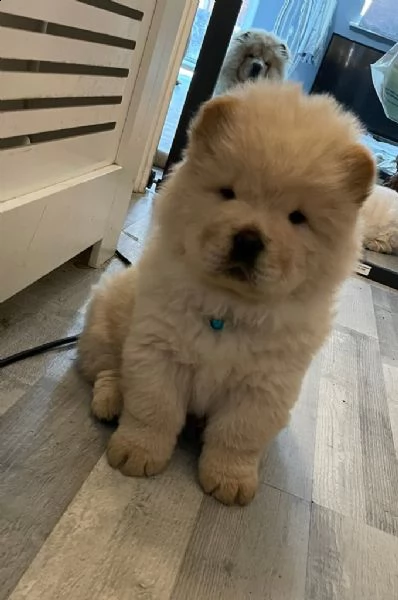 cucciolo di chow chow pronto per il reinserimento | Foto 2