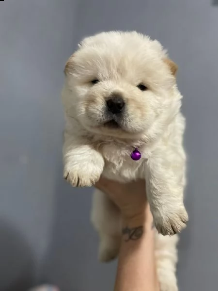 cucciolo di chow chow pronto per il reinserimento | Foto 1