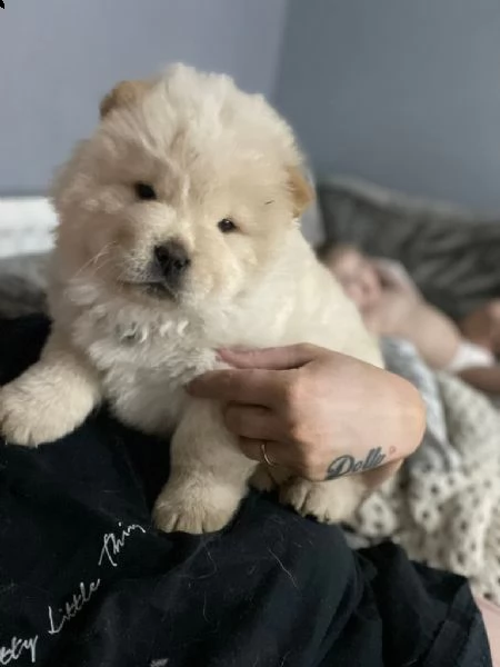 cucciolo di chow chow pronto per il reinserimento | Foto 0