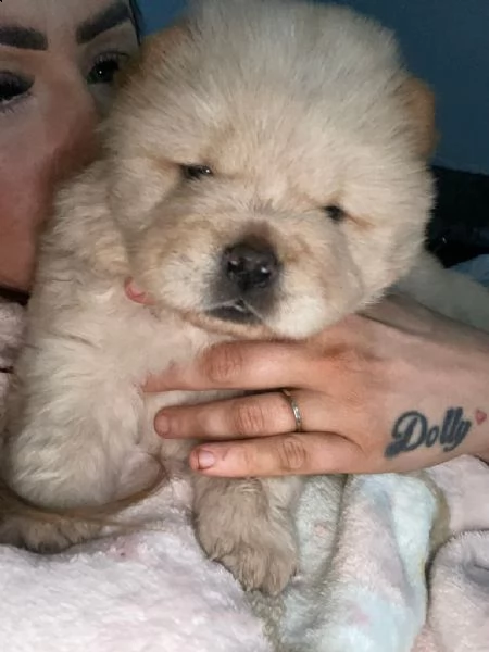 cucciolo di chow chow pronto per il reinserimento