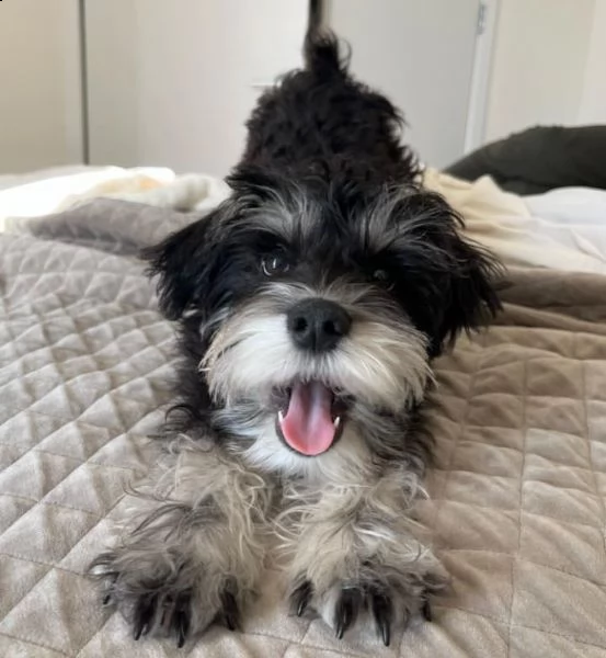 schnauzer  | Foto 0