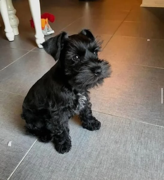 schnauzer 