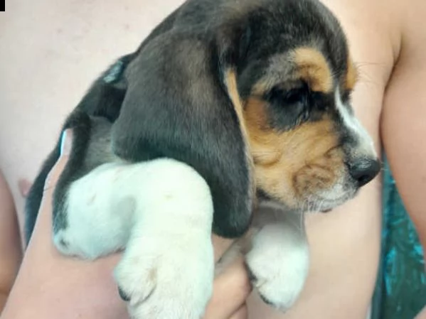 cuccioli beagle | Foto 2