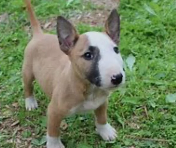  adorabili cuccioli di bull terrier femminucce e maschietti disponibili . i cuccioli sono vaccinati 