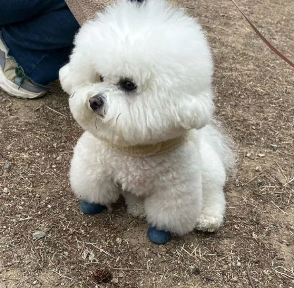 bichon  | Foto 0