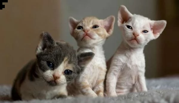 devon rex kittens for sale.