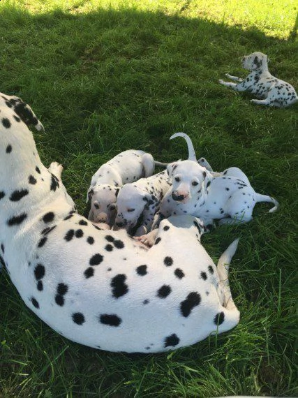  regalo adorabili cuccioli di dalmata femminucce e maschietti disponibili per l'adozione gratuita i 