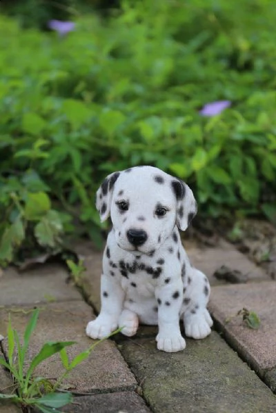  regalo adorabili cuccioli di dalmata femminucce e maschietti disponibili per l'adozione gratuita i 