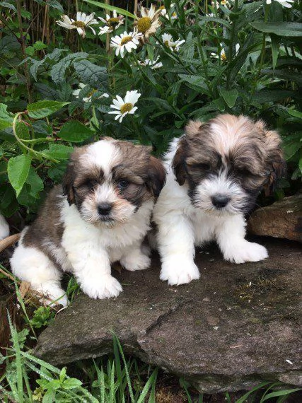  regalo adorabili cuccioli di shih tzu femminucce e maschietti disponibili per l'adozione gratuita i