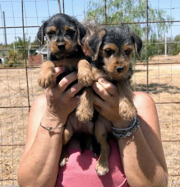 Cuccioli 2 mesi taglia media 