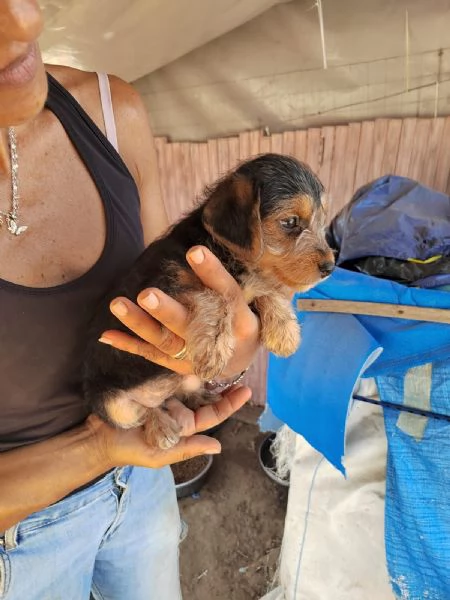 Cuccioli 2 mesi taglia media  | Foto 1