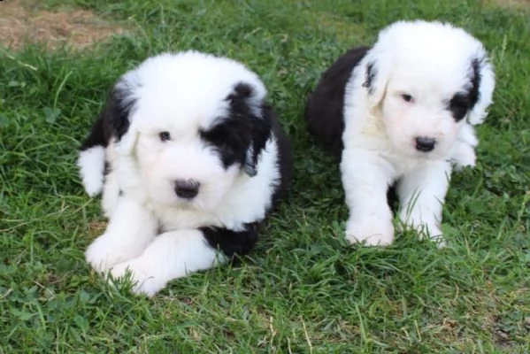 tre bellissimi cuccioli bobtail, altissima genealogia(m/f) | Foto 1