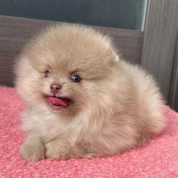 cuccioli di super pomerania (+393509706299)