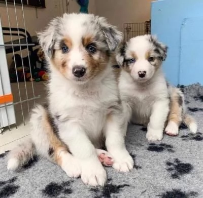 vendita cuccioli di pastore australiano