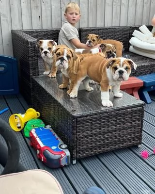 vendita cuccioli di bulldog inglese