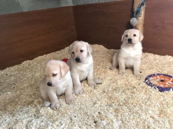 regalo adorabili cuccioli di la labrador chicolato