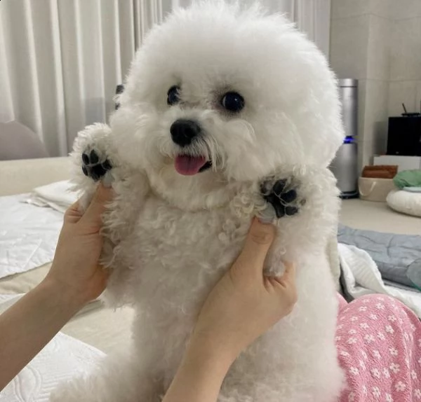 bichon 