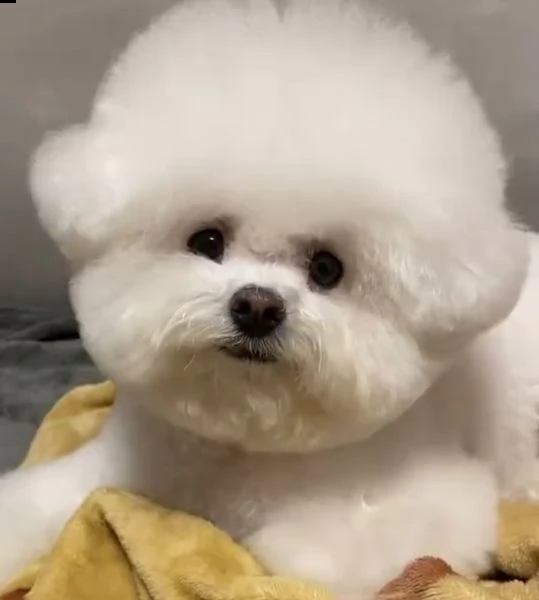 bichon 