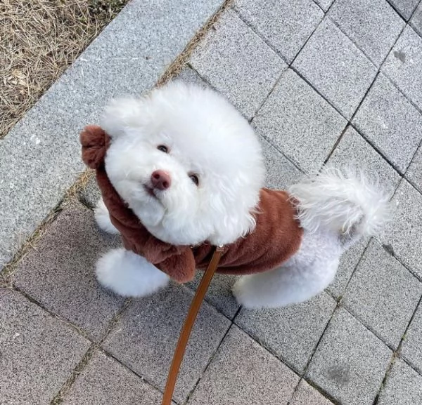 bichon  | Foto 0