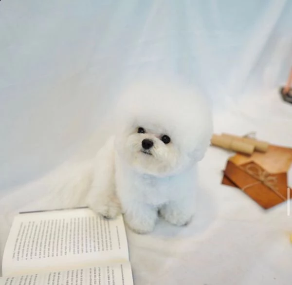 bichon 