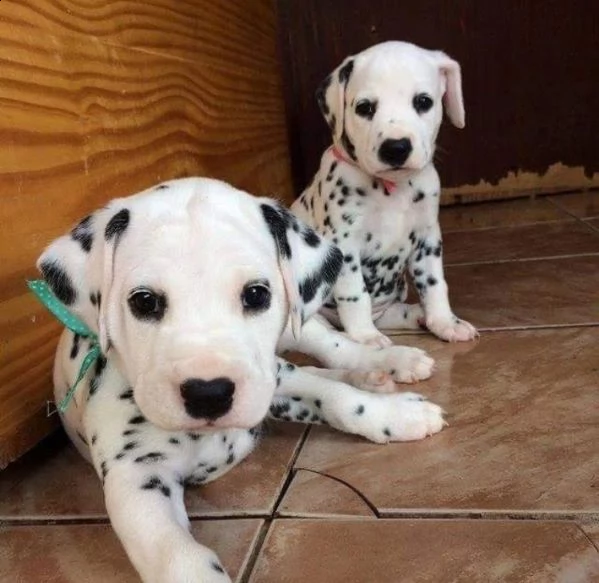 dalmata  | Foto 0