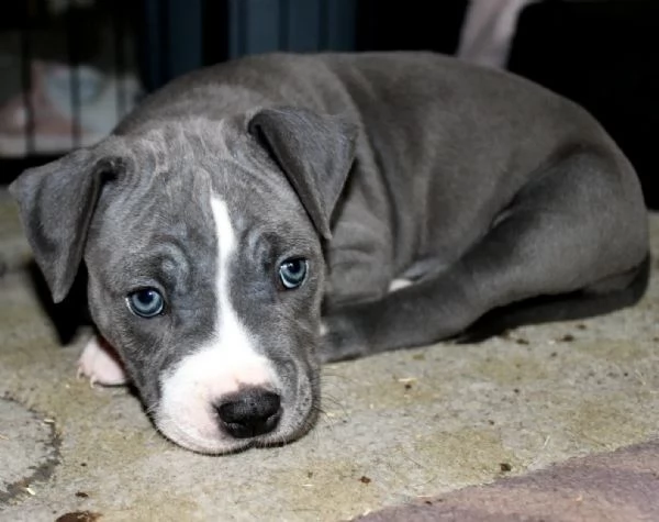 cuccioli di staffordshire bull terrier | Foto 1