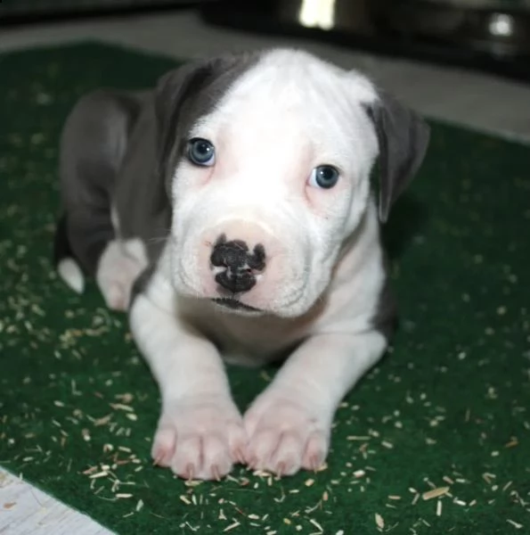 cuccioli di staffordshire bull terrier | Foto 0